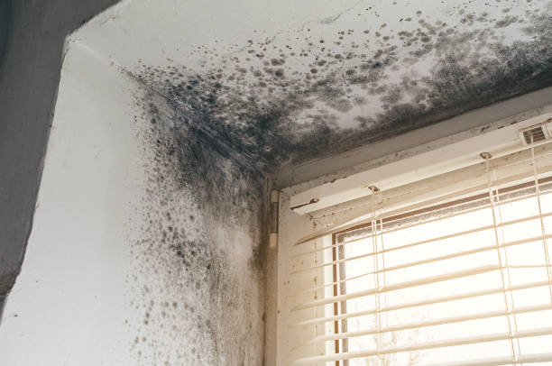 Affordable Mold Remediation solutions in Franklin, MI